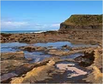 Curio Bay Fossil Bay Forest in The Catlins